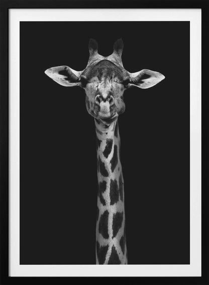 A striking black and white portrait of a giraffe against a solid black background. The giraffe is looking directly forward with a comical expression, its left cheek puffed out as if chewing. Decor