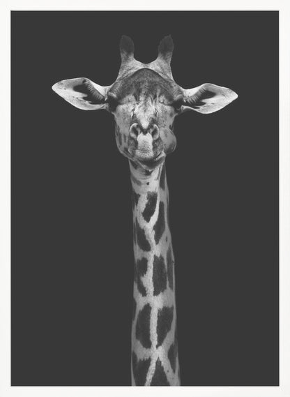 A striking black and white portrait of a giraffe against a solid black background. The giraffe is looking directly forward with a comical expression, its left cheek puffed out as if chewing. Decor