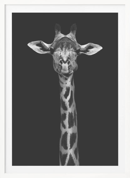A striking black and white portrait of a giraffe against a solid black background. The giraffe is looking directly forward with a comical expression, its left cheek puffed out as if chewing. Decor