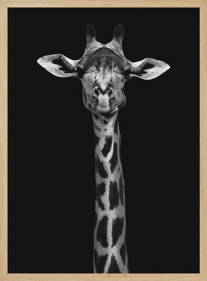 A striking black and white portrait of a giraffe against a solid black background. The giraffe is looking directly forward with a comical expression, its left cheek puffed out as if chewing. Decor