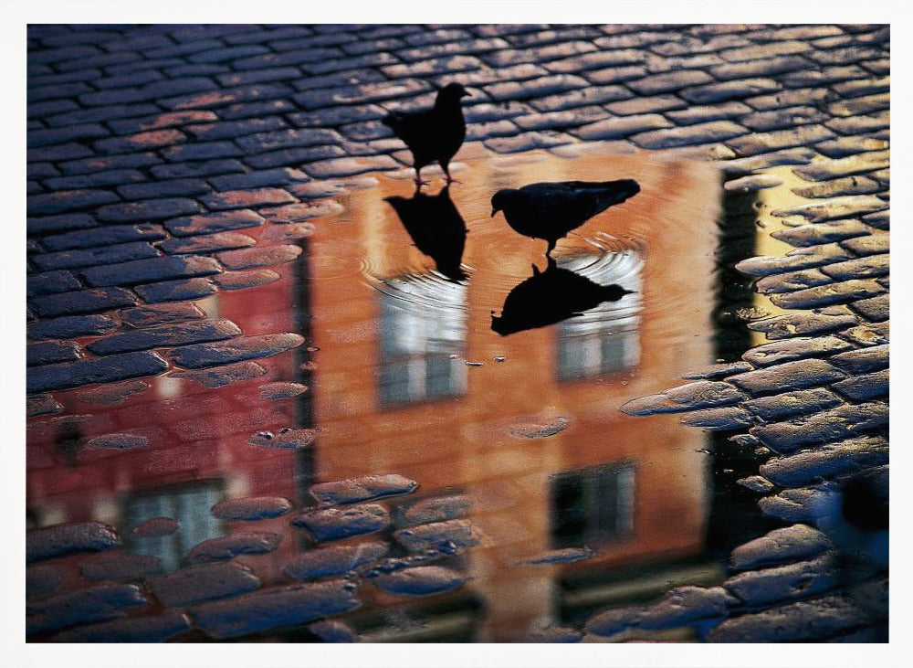 Pigeons - Poster / Art Print