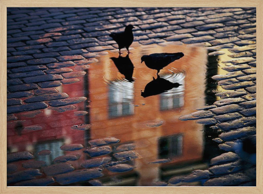 Pigeons - Poster / Art Print