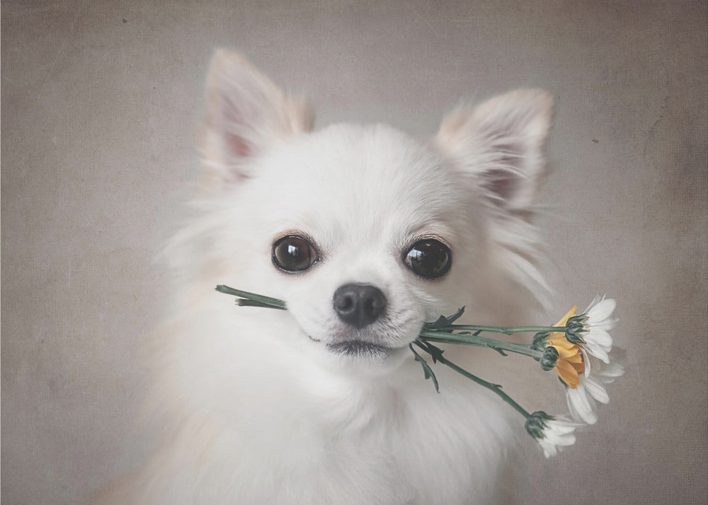 Chihuahua with flowers - Poster / Art Print