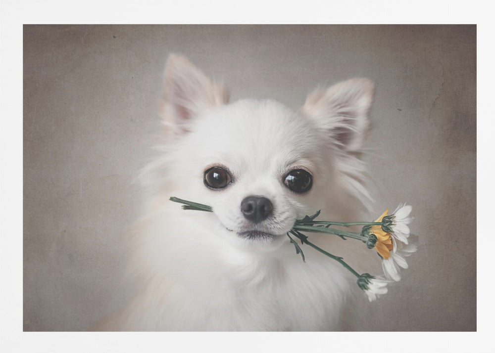 Chihuahua with flowers - Poster / Art Print