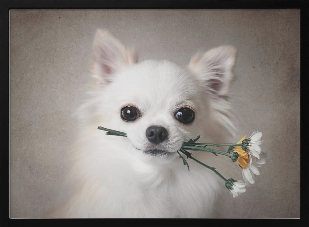 Chihuahua with flowers - Poster / Art Print