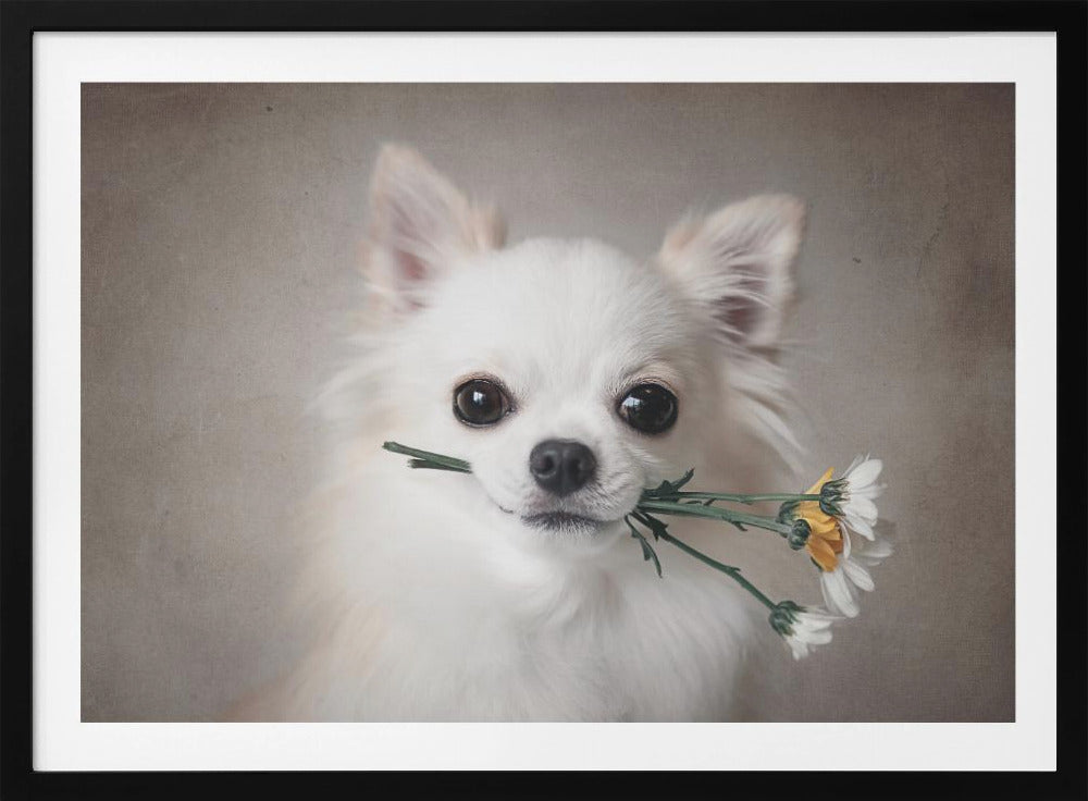 Chihuahua with flowers - Poster / Art Print