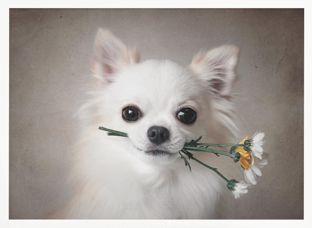 Chihuahua with flowers - Poster / Art Print