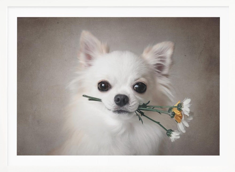 Chihuahua with flowers - Poster / Art Print