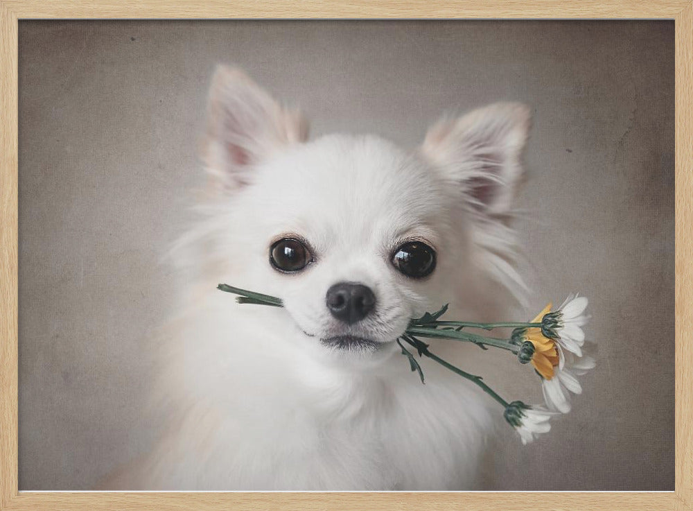 Chihuahua with flowers - Poster / Art Print