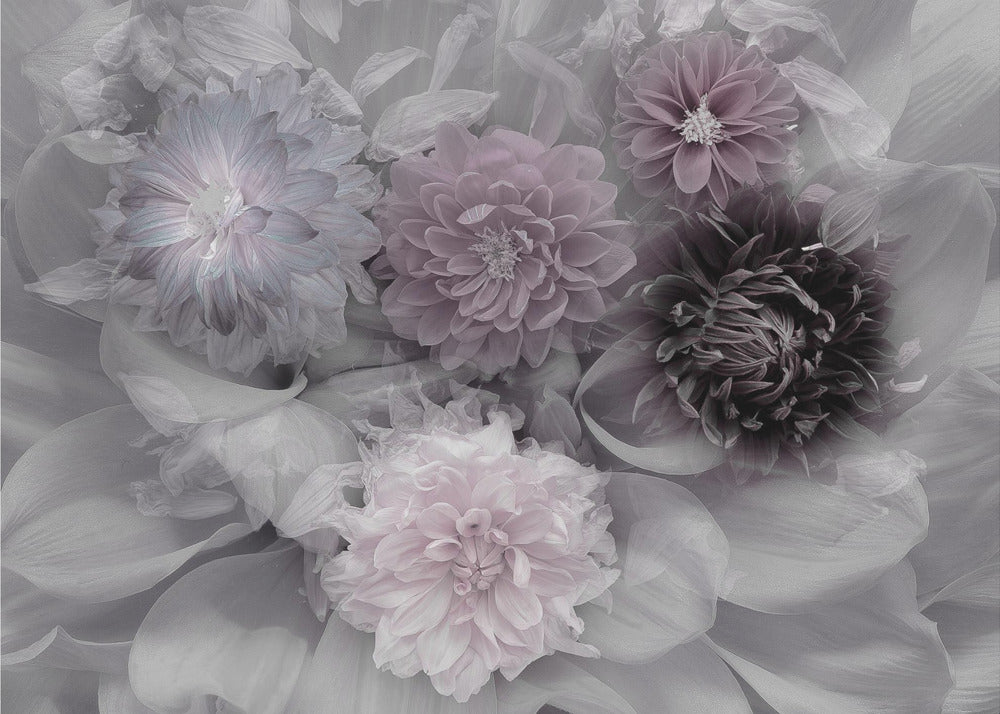 A soft-focus floral artwork in a silver frame, featuring a dense arrangement of dahlias. The image is mostly grayscale, with the flowers highlighted in muted tones of lavender, mauve, and deep purple for a dreamy, romantic feel. Print