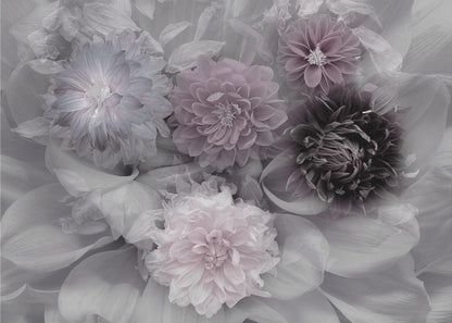 A soft-focus floral artwork in a silver frame, featuring a dense arrangement of dahlias. The image is mostly grayscale, with the flowers highlighted in muted tones of lavender, mauve, and deep purple for a dreamy, romantic feel. Print