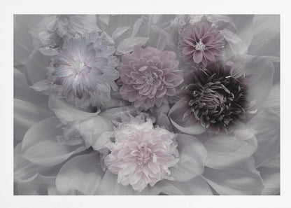 A soft-focus floral artwork in a silver frame, featuring a dense arrangement of dahlias. The image is mostly grayscale, with the flowers highlighted in muted tones of lavender, mauve, and deep purple for a dreamy, romantic feel. Print