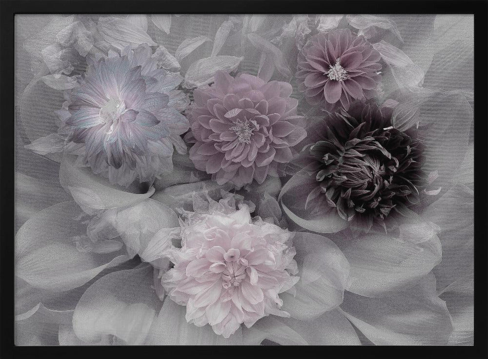 A soft-focus floral artwork in a silver frame, featuring a dense arrangement of dahlias. The image is mostly grayscale, with the flowers highlighted in muted tones of lavender, mauve, and deep purple for a dreamy, romantic feel. Print