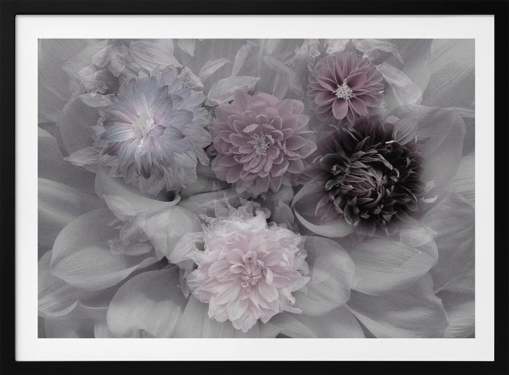 A soft-focus floral artwork in a silver frame, featuring a dense arrangement of dahlias. The image is mostly grayscale, with the flowers highlighted in muted tones of lavender, mauve, and deep purple for a dreamy, romantic feel. Print