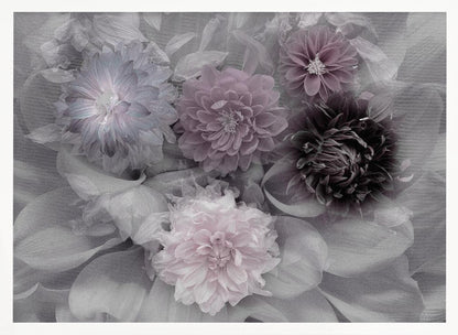 A soft-focus floral artwork in a silver frame, featuring a dense arrangement of dahlias. The image is mostly grayscale, with the flowers highlighted in muted tones of lavender, mauve, and deep purple for a dreamy, romantic feel. Print
