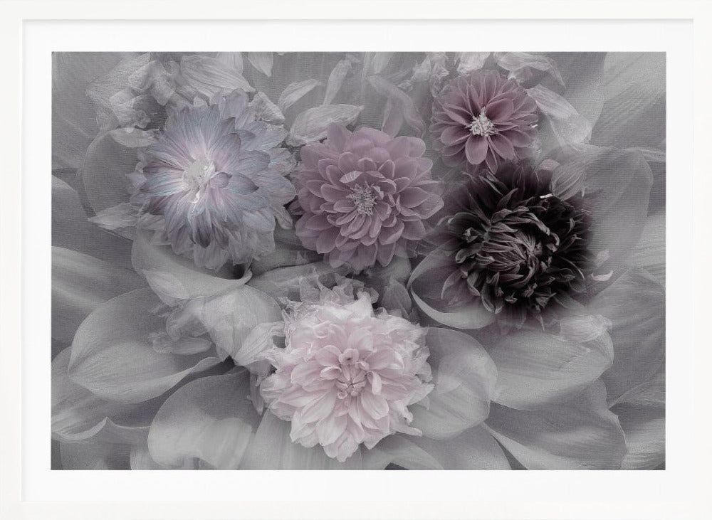 A soft-focus floral artwork in a silver frame, featuring a dense arrangement of dahlias. The image is mostly grayscale, with the flowers highlighted in muted tones of lavender, mauve, and deep purple for a dreamy, romantic feel. Print