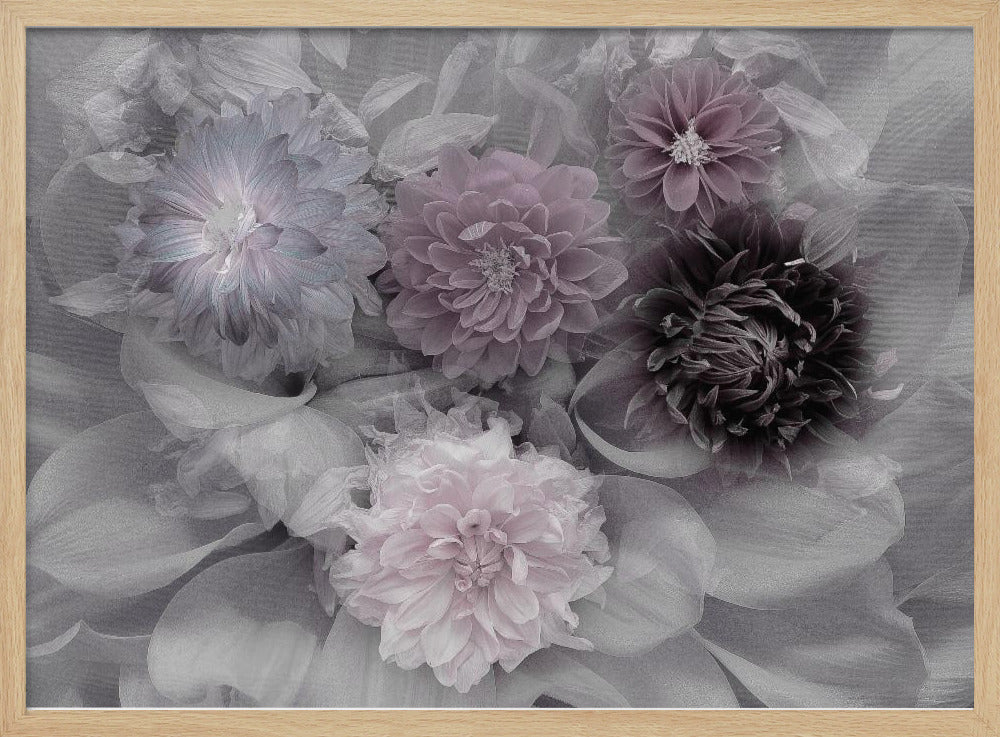 A soft-focus floral artwork in a silver frame, featuring a dense arrangement of dahlias. The image is mostly grayscale, with the flowers highlighted in muted tones of lavender, mauve, and deep purple for a dreamy, romantic feel. Print