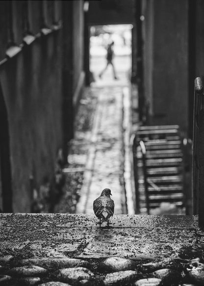 A moody, black and white, high-contrast photograph of a pigeon standing on a cobblestone ledge, viewed from behind. The pigeon looks down a long, narrow, out-of-focus alleyway, at the end of which a blurry silhouette of a person is walking away. Artwork