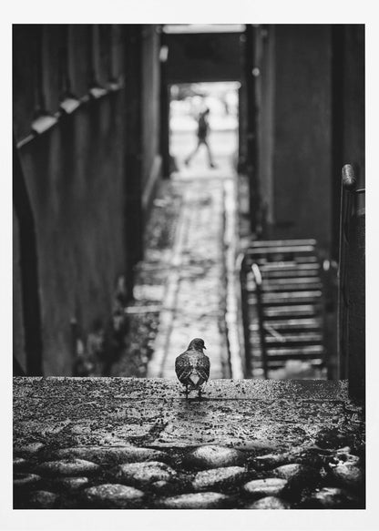 A moody, black and white, high-contrast photograph of a pigeon standing on a cobblestone ledge, viewed from behind. The pigeon looks down a long, narrow, out-of-focus alleyway, at the end of which a blurry silhouette of a person is walking away. Artwork