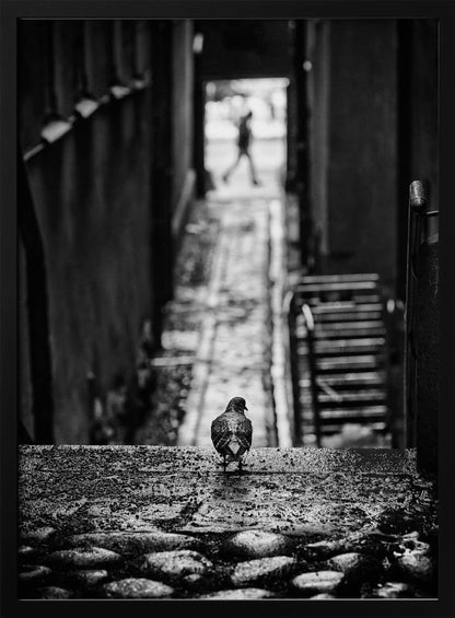 A moody, black and white, high-contrast photograph of a pigeon standing on a cobblestone ledge, viewed from behind. The pigeon looks down a long, narrow, out-of-focus alleyway, at the end of which a blurry silhouette of a person is walking away. Artwork