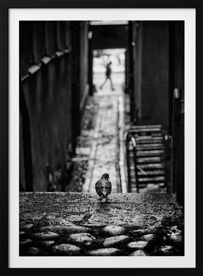 A moody, black and white, high-contrast photograph of a pigeon standing on a cobblestone ledge, viewed from behind. The pigeon looks down a long, narrow, out-of-focus alleyway, at the end of which a blurry silhouette of a person is walking away. Artwork