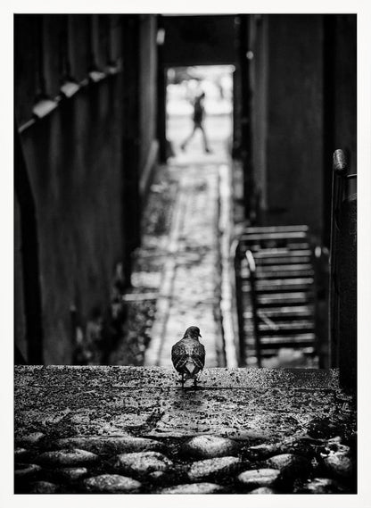 A moody, black and white, high-contrast photograph of a pigeon standing on a cobblestone ledge, viewed from behind. The pigeon looks down a long, narrow, out-of-focus alleyway, at the end of which a blurry silhouette of a person is walking away. Artwork