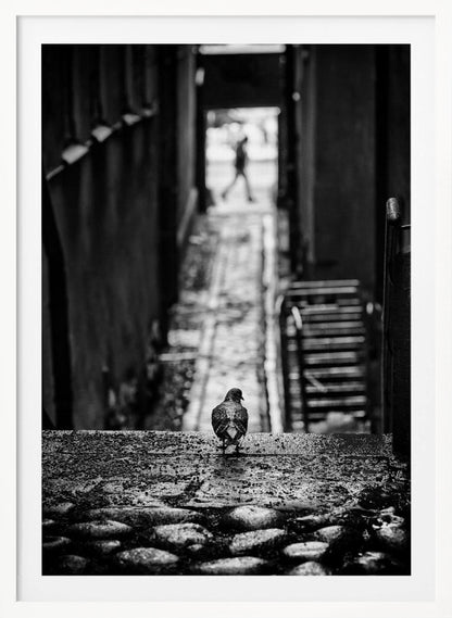 A moody, black and white, high-contrast photograph of a pigeon standing on a cobblestone ledge, viewed from behind. The pigeon looks down a long, narrow, out-of-focus alleyway, at the end of which a blurry silhouette of a person is walking away. Artwork