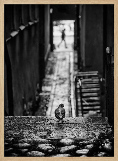 A moody, black and white, high-contrast photograph of a pigeon standing on a cobblestone ledge, viewed from behind. The pigeon looks down a long, narrow, out-of-focus alleyway, at the end of which a blurry silhouette of a person is walking away. Artwork