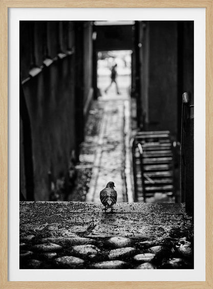 A moody, black and white, high-contrast photograph of a pigeon standing on a cobblestone ledge, viewed from behind. The pigeon looks down a long, narrow, out-of-focus alleyway, at the end of which a blurry silhouette of a person is walking away. Artwork