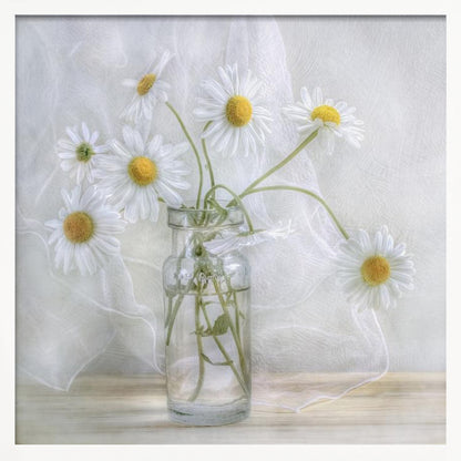 A delicate still life photograph of several white daisies with bright yellow centers in a clear glass jar. The arrangement sits on a light wooden surface against a backdrop of soft, draped white fabric. The entire image is enclosed in a light wood frame. Artwork