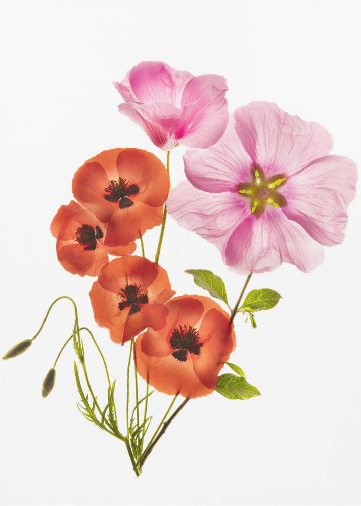 A minimalist art print of a bouquet with vibrant orange poppies and large pink flowers against a clean white background, enclosed in a thin black frame. The flower petals appear delicate and translucent, revealing their inner structures under a soft light. Decor