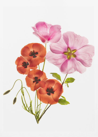 A minimalist art print of a bouquet with vibrant orange poppies and large pink flowers against a clean white background, enclosed in a thin black frame. The flower petals appear delicate and translucent, revealing their inner structures under a soft light. Decor