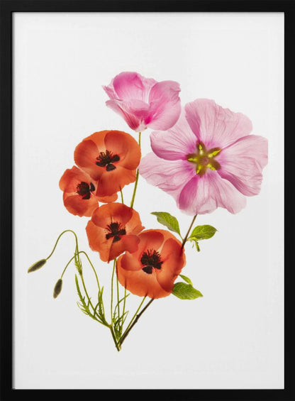 A minimalist art print of a bouquet with vibrant orange poppies and large pink flowers against a clean white background, enclosed in a thin black frame. The flower petals appear delicate and translucent, revealing their inner structures under a soft light. Decor