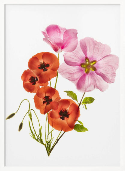 A minimalist art print of a bouquet with vibrant orange poppies and large pink flowers against a clean white background, enclosed in a thin black frame. The flower petals appear delicate and translucent, revealing their inner structures under a soft light. Decor