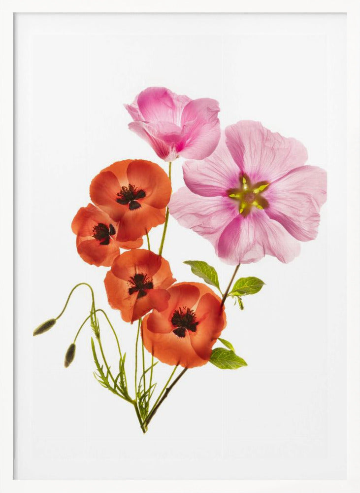 A minimalist art print of a bouquet with vibrant orange poppies and large pink flowers against a clean white background, enclosed in a thin black frame. The flower petals appear delicate and translucent, revealing their inner structures under a soft light. Decor