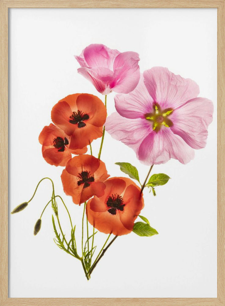 A minimalist art print of a bouquet with vibrant orange poppies and large pink flowers against a clean white background, enclosed in a thin black frame. The flower petals appear delicate and translucent, revealing their inner structures under a soft light. Decor