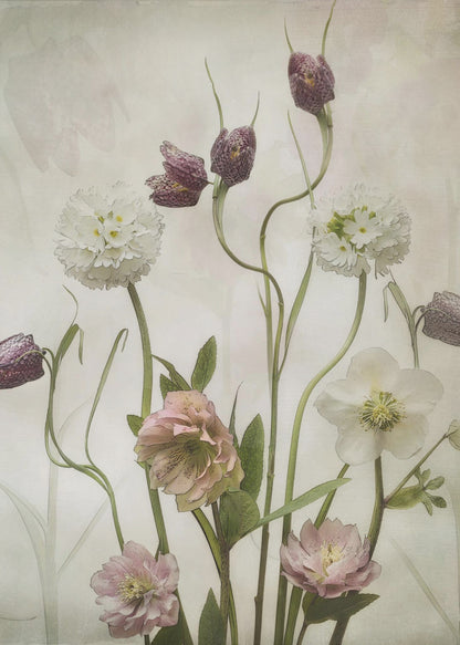 A vintage-style botanical illustration of various flowers against a textured, off-white background. The composition includes purple checkered fritillaries on long, winding stems, fluffy white drumstick primulas, and delicate pink and white hellebores. Poster