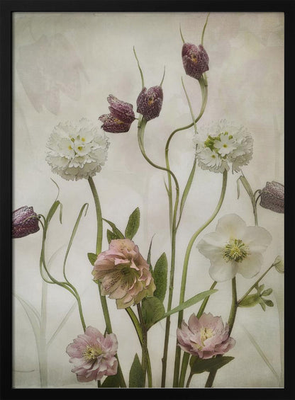 A vintage-style botanical illustration of various flowers against a textured, off-white background. The composition includes purple checkered fritillaries on long, winding stems, fluffy white drumstick primulas, and delicate pink and white hellebores. Poster