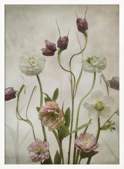 A vintage-style botanical illustration of various flowers against a textured, off-white background. The composition includes purple checkered fritillaries on long, winding stems, fluffy white drumstick primulas, and delicate pink and white hellebores. Poster