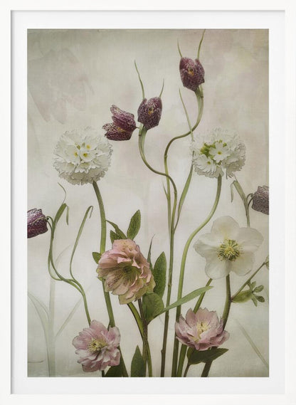 A vintage-style botanical illustration of various flowers against a textured, off-white background. The composition includes purple checkered fritillaries on long, winding stems, fluffy white drumstick primulas, and delicate pink and white hellebores. Poster