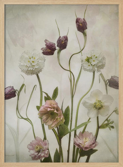 A vintage-style botanical illustration of various flowers against a textured, off-white background. The composition includes purple checkered fritillaries on long, winding stems, fluffy white drumstick primulas, and delicate pink and white hellebores. Poster