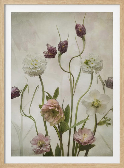 A vintage-style botanical illustration of various flowers against a textured, off-white background. The composition includes purple checkered fritillaries on long, winding stems, fluffy white drumstick primulas, and delicate pink and white hellebores. Poster
