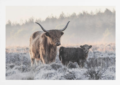 A framed photograph of a shaggy brown Highland cow and its small black calf standing together in a frosty field during a misty morning. Poster