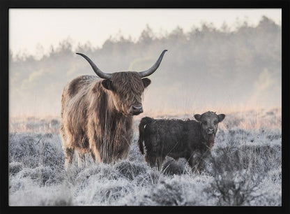 A framed photograph of a shaggy brown Highland cow and its small black calf standing together in a frosty field during a misty morning. Poster