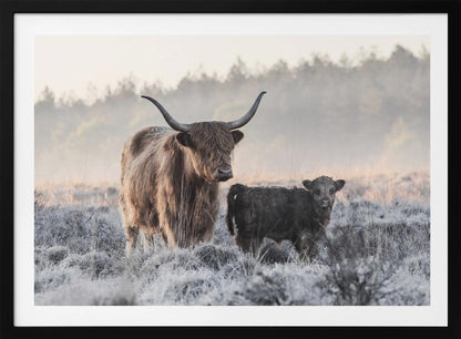 A framed photograph of a shaggy brown Highland cow and its small black calf standing together in a frosty field during a misty morning. Poster