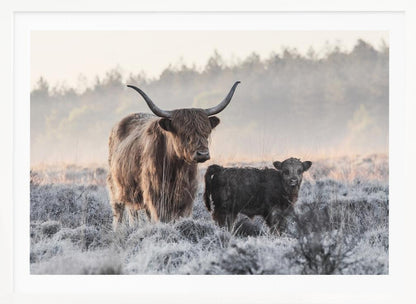 A framed photograph of a shaggy brown Highland cow and its small black calf standing together in a frosty field during a misty morning. Poster