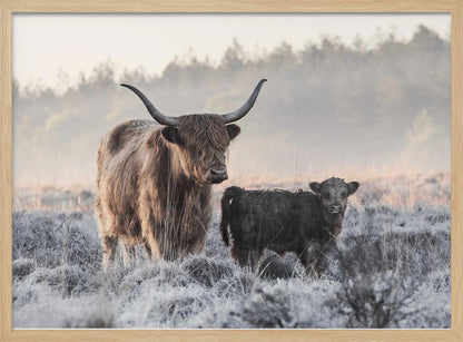 A framed photograph of a shaggy brown Highland cow and its small black calf standing together in a frosty field during a misty morning. Poster