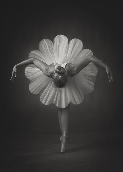 A black and white artistic photograph of a ballerina seen from behind. She is bent forward at the waist, standing en pointe, with her arms extended gracefully to her sides. Her voluminous white tutu is uniquely shaped like the petals of a large flower, creating a striking silhouette against a dark, minimalist background. Print