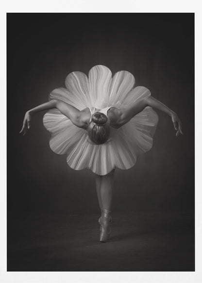 A black and white artistic photograph of a ballerina seen from behind. She is bent forward at the waist, standing en pointe, with her arms extended gracefully to her sides. Her voluminous white tutu is uniquely shaped like the petals of a large flower, creating a striking silhouette against a dark, minimalist background. Print