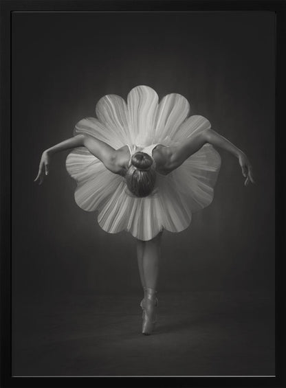 A black and white artistic photograph of a ballerina seen from behind. She is bent forward at the waist, standing en pointe, with her arms extended gracefully to her sides. Her voluminous white tutu is uniquely shaped like the petals of a large flower, creating a striking silhouette against a dark, minimalist background. Print